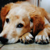 Best Pet-Friendly Flooring Options Guide Pet-friendly-floors