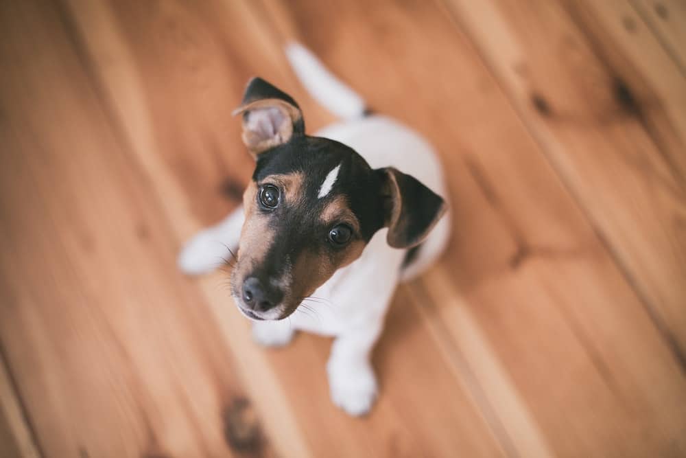 The Best Flooring for Dogs & Cats Carpets in the Park